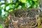 Closeup shot of a honeybird\'s nest abandoned on an apple plant on blurred nature background