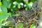 Closeup shot of a honeybird\'s nest abandoned on an apple plant on blurred nature background