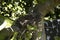 Closeup shot of a honeybird\'s nest abandoned on an apple plant on blurred nature background