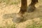 Closeup shot of a horse's hooves on the dirt