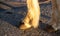 Closeup shot of a horse\\\'s hooves under the sunlight and shadow