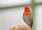 Closeup shot of a house finch bird with red feathers on the face on a blurred background