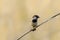 Closeup shot of a house sparrow on leaves