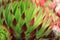 Closeup shot of Houseleek plant leaves
