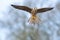 Closeup shot of a hovering kestrel bird against a blurred background