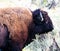 Closeup shot of a huge bison