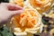 Closeup shot of a human hand touching a yellow rose