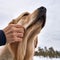 Closeup shot of a human petting a Golden retriever in the park