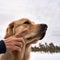 Closeup shot of a human petting a Golden retriever in the park