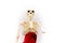 Closeup shot of a human skeleton figurine wrapped in red cloth isolated on white background