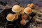 Closeup shot of hypholoma fasciculare on a decaying wood