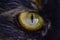 Closeup shot of a hypnotic yellow cat eye