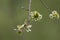 Closeup shot of immature fruits of a Scots elm (Ulmus glabra)