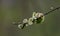 Closeup shot of immature fruits of a Scots elm (Ulmus glabra)