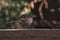 Closeup shot of an Indian blackbird perched on a concrete surface with a bokeh background