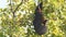 Closeup shot of indian flying fox or greater indian fruit bat frugivorous giant bat hanging on tree at forest of central india -