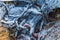 Closeup shot of an injured bird on the ground covered with snow