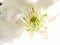 Closeup shot of the inner petals of a cherry blossom flower