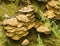 Closeup shot of Inonotus on the ground in a forest during daytime