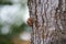 Closeup shot of an insect crawling a tree in Bonito, Brazil