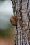 Closeup shot of an insect crawling a tree in Bonito, Brazil