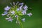 Closeup shot of an insect flying towards the African lily