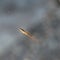 Closeup shot of an insect trapped in the spider web