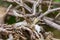 Closeup shot of intertwining tree branches against a blurred background