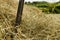 Closeup shot of an iron rake in the pile of dry grass