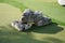 Closeup shot of irregular rough rock pieces on a ground