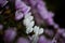 Closeup shot of Ivy-leaved cyclamen in a meadow