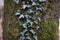 Closeup shot of ivy vines crawling in the rough-textured wood bark with green moss