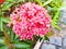 A Closeup shot of Ixora flower with red color for Onam.