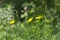 Closeup shot of jack-go-to-bed-at-noons (Tragopogon pratensis) in the garden