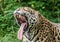 Closeup shot of a jaguar yawning