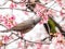 Closeup shot of a Japanese bird sitting on a tree and playing with cherry blossoms