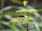 Closeup shot of a Japanese giant hornet on a small bushkiller vine flower from the side view