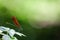 Closeup shot of a Japanese River Demoiselle (Mnais costalis) resting on a plant