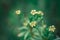 Closeup shot of Jersey cudweed flowers on a blurred background