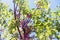 Closeup shot of a Judas tree