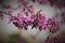 Closeup shot of Judas-tree Plant purple flower