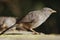 Closeup shot of a jungle babbler perched on a concrete surface