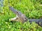 Closeup shot of a juvenile alligator with an open mouth in the greenery