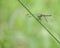 Closeup shot of a juvenile Blue Dasher dragonfly perched on a green leaf in natural light