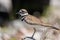 Closeup shot of a Killdeer bird perched on a branch