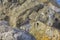 Closeup shot of a killdeer bird perched on a rock by the sea