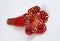 Closeup shot of a kohleria amabilis flower on a white background