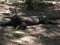 Closeup shot of a Komodo Dragon animal lying on the ground under the shadows of trees