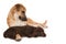 Closeup shot of Labrador Retriever and Field Spaniel on a white background-concept of friendship