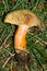 Closeup shot of a Lactarius deliciosus growing in the forest